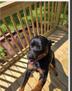 Rottweiler  , Rottweiler picture 1