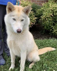 Siberian Husky picture 1