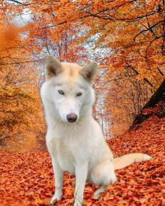 Siberian Husky picture 1