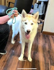 Siberian Husky picture 1