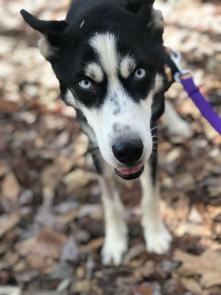 Siberian Husky picture 1