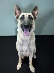 Shepherd,Shepherd picture 1