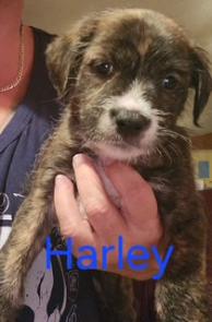 Havanese, Havenese picture 1