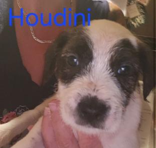 Houdini picture 1