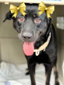 Black lab, black lab picture 1