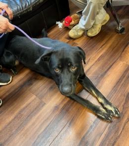Black lab, black lab picture 1