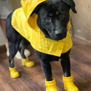Black lab, black lab picture 1