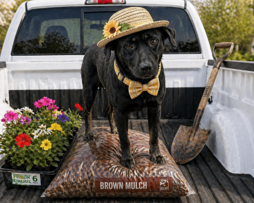 Female Black lab, black lab picture 1