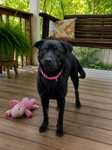 Female Black lab, black lab picture 1