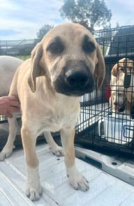 Harvey picture 1