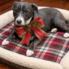 Border Collie, Border Collie picture 1