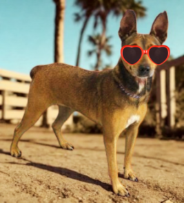 Minni Caramelo picture 1