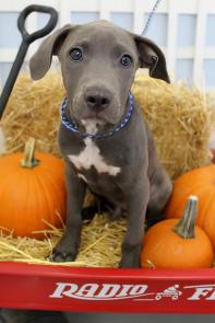 Grayson picture 1