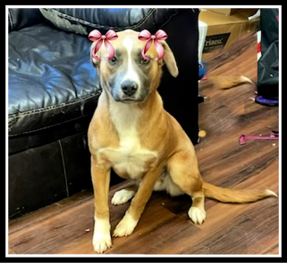 Yellow lab mixes, female picture 1