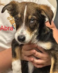 Border Collie mix  puppies picture 1