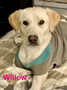 Willow picture 1