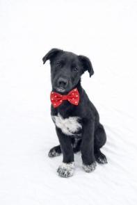 BORDER COLLIE MIX PUPPIES picture 1