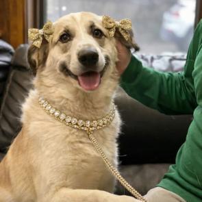 Golden retriever mix picture 1