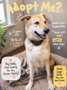 ODDIE, The big Teddy Bear picture 1