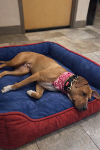 Clover- very smart went to svs dog training school picture 1