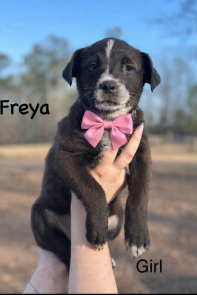 FREYA picture 1