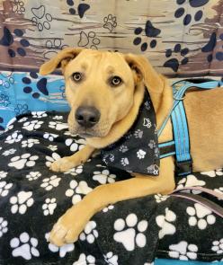 YELLOW LAB , YELLOW LAB picture 1