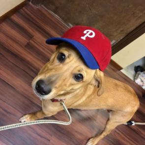 YELLOW LAB , YELLOW LAB picture 1