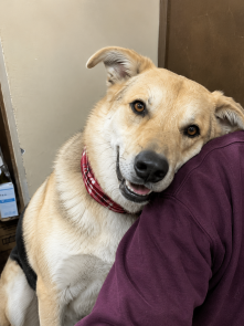 Golden lab mix picture 1