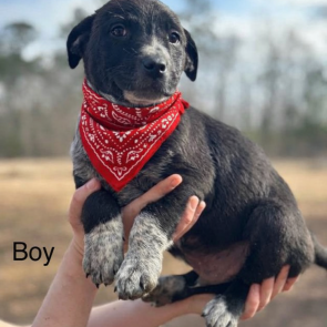 border collie, lab mix pup picture 1