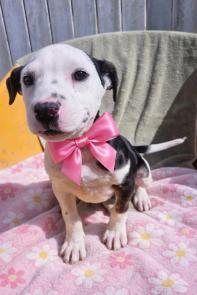 Border collie lab mix pup picture 1