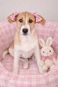 Border collie red and white picture 1