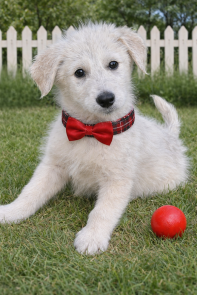 Doodles, Doodles picture 1