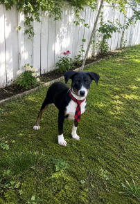 Lab, Border collie puppies picture 1