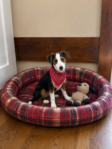 Border Collie lab puppies picture 1