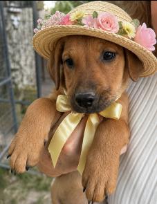 Berry,  Golden lab Puppy picture 1