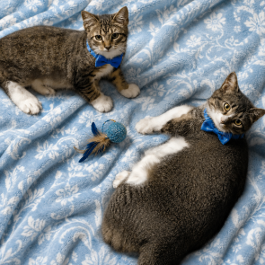Harper and Schwarber picture 1