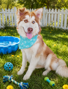 Whiskey Lee, stunning ,bright blue eyes picture 1