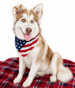 Husky, Husky picture 1