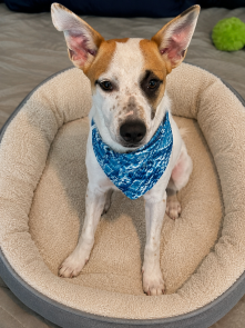 Fox terrier, Fox terrrier picture 1