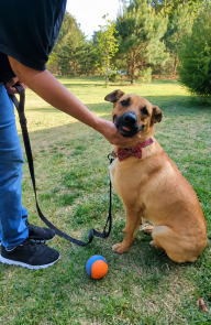 Golden Lab mix picture 1
