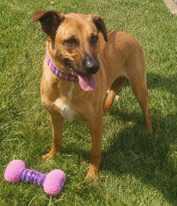Golden Lab mix picture 1