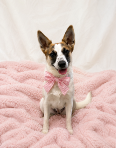 Jack Russell , Jack Russell picture 1