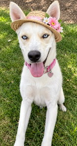 SIBERIAN HUSKY white BLUE EYES picture 1