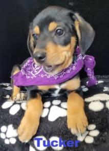 Tucker picture 1