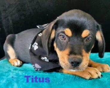 Titus picture 1