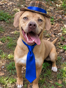 GOLDEN LAB, YELLOW LAB MIX picture 1